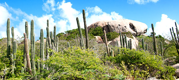 Aruba