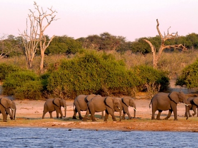 Chobe Olifanten Botswana