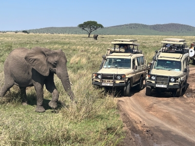 Tanzania safari Afrika