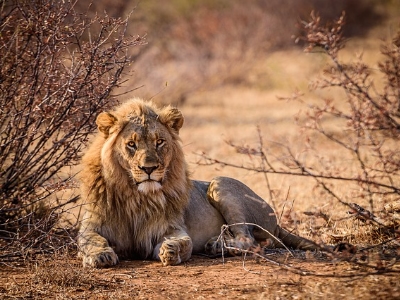Leeuw in Zuid-Afrika