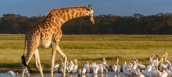 Rothschild's Giraffe Lake Nakuru Kenia
