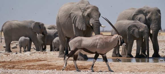 Etosha National Park