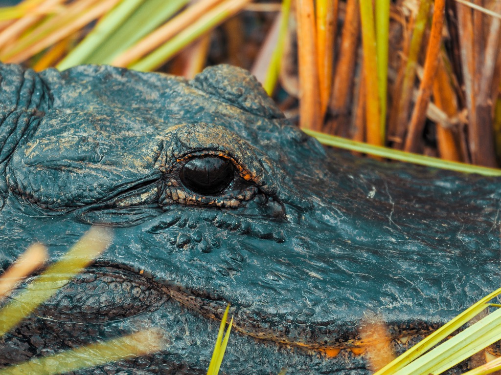 Everglades Amerikaanse alligator
