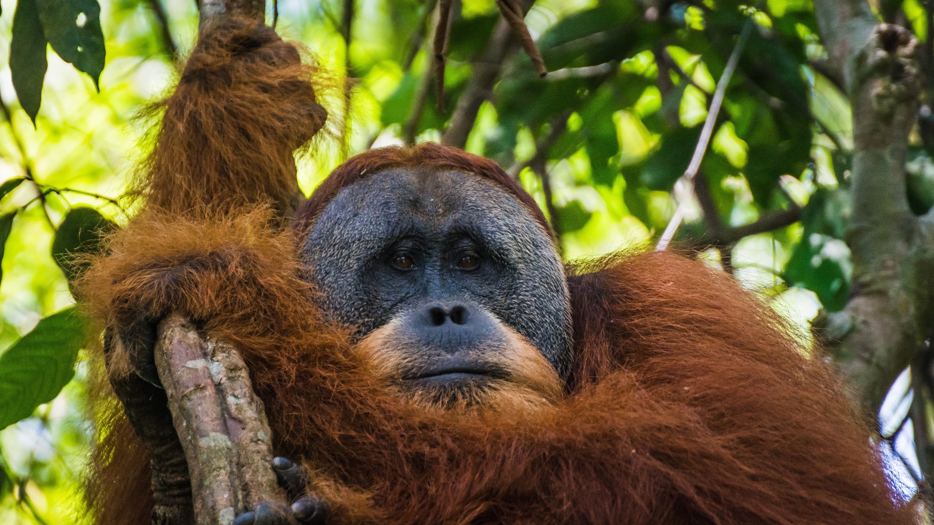 Indonesie Sumatra Orang Utan