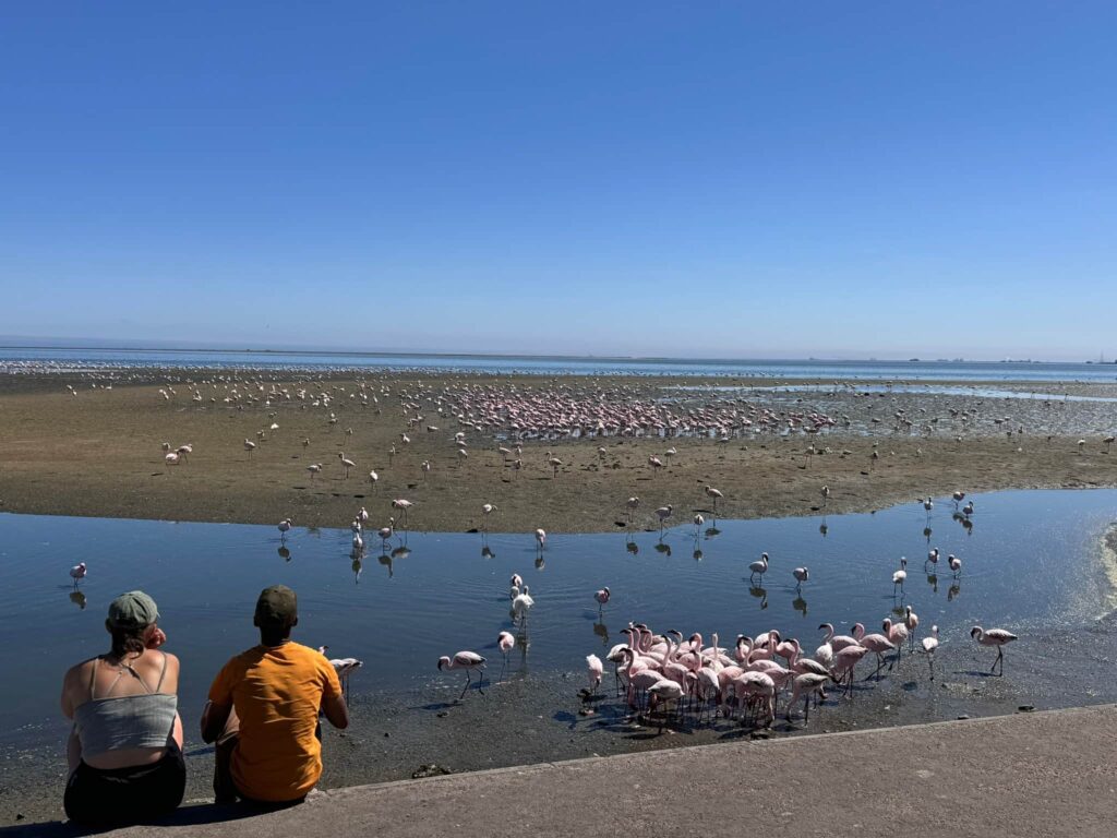 Walvis Bay namibie flamingos