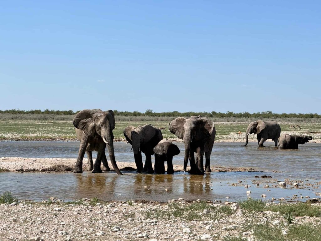 Zuid Afrika wilde olifanten Afrika ReisopMaat