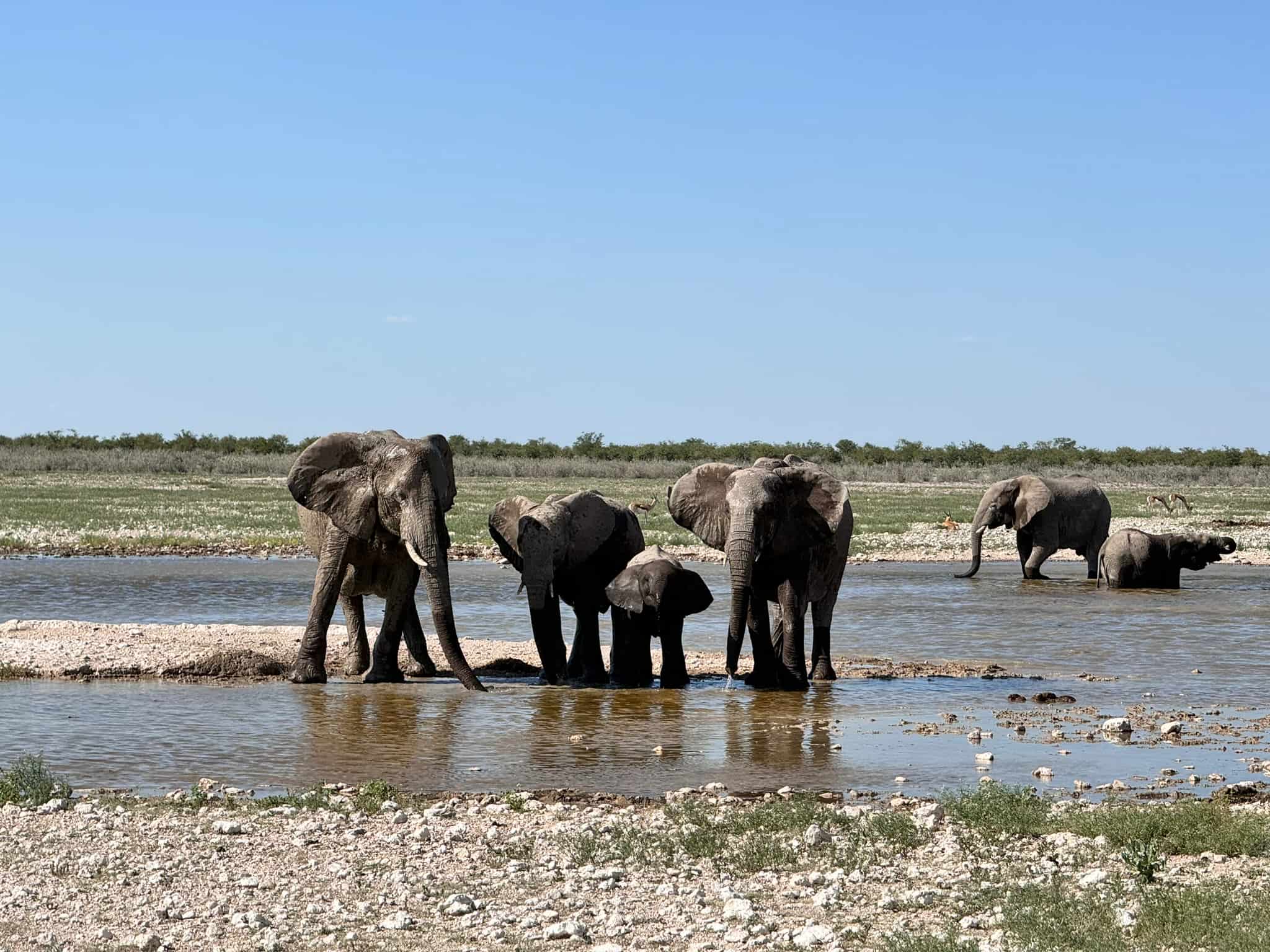 Zuid Afrika wilde olifanten