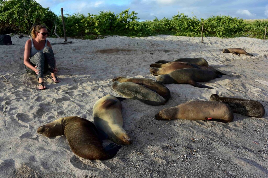 Zeeleeuwen eiland San Cristobal in Ecuador