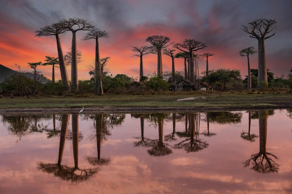 Baobab bomen Madagascar