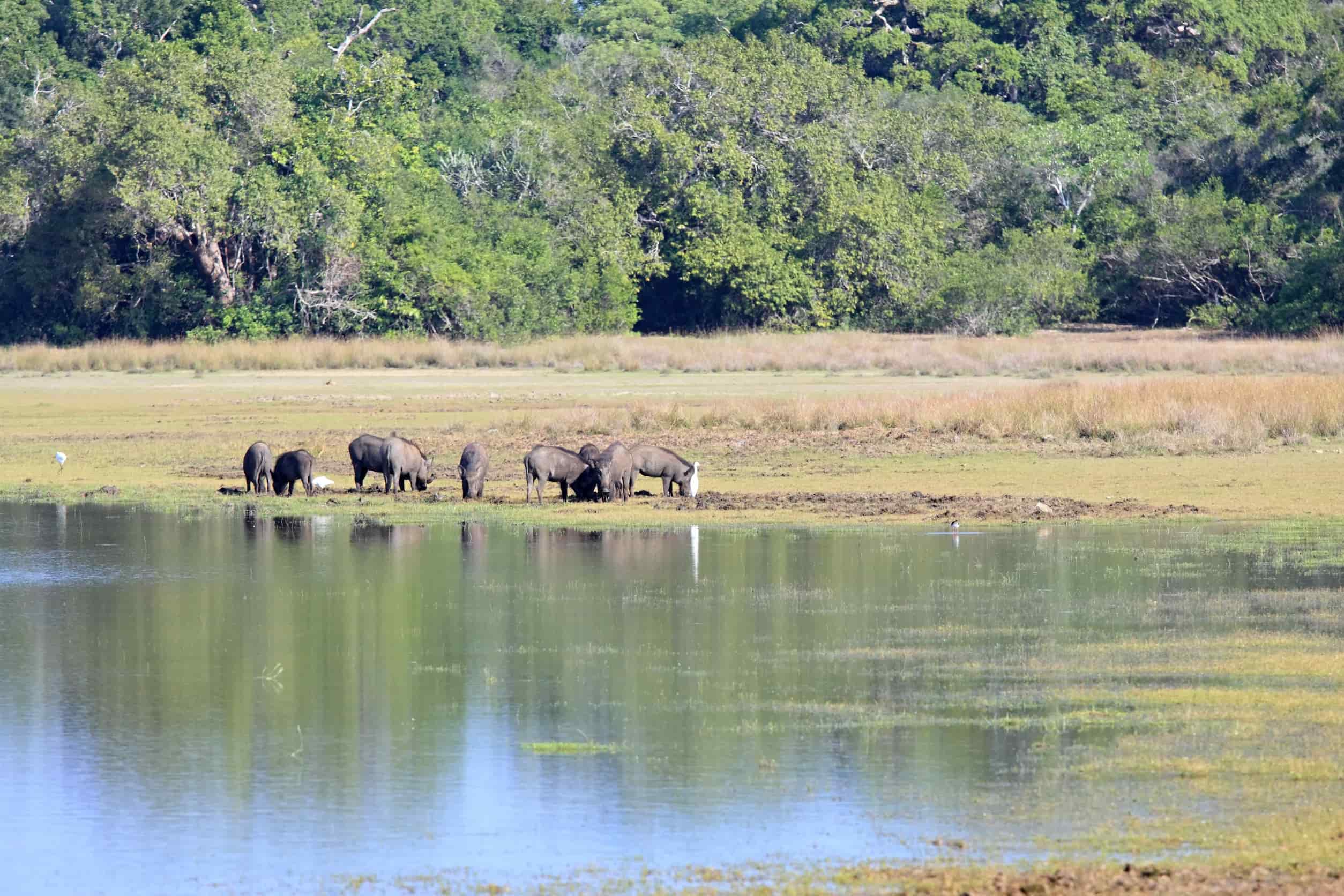 Nationaal Park Wilpattu Sri Lanka