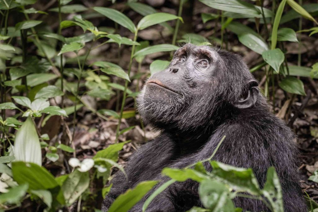 Oeganda Chimpansee close-up