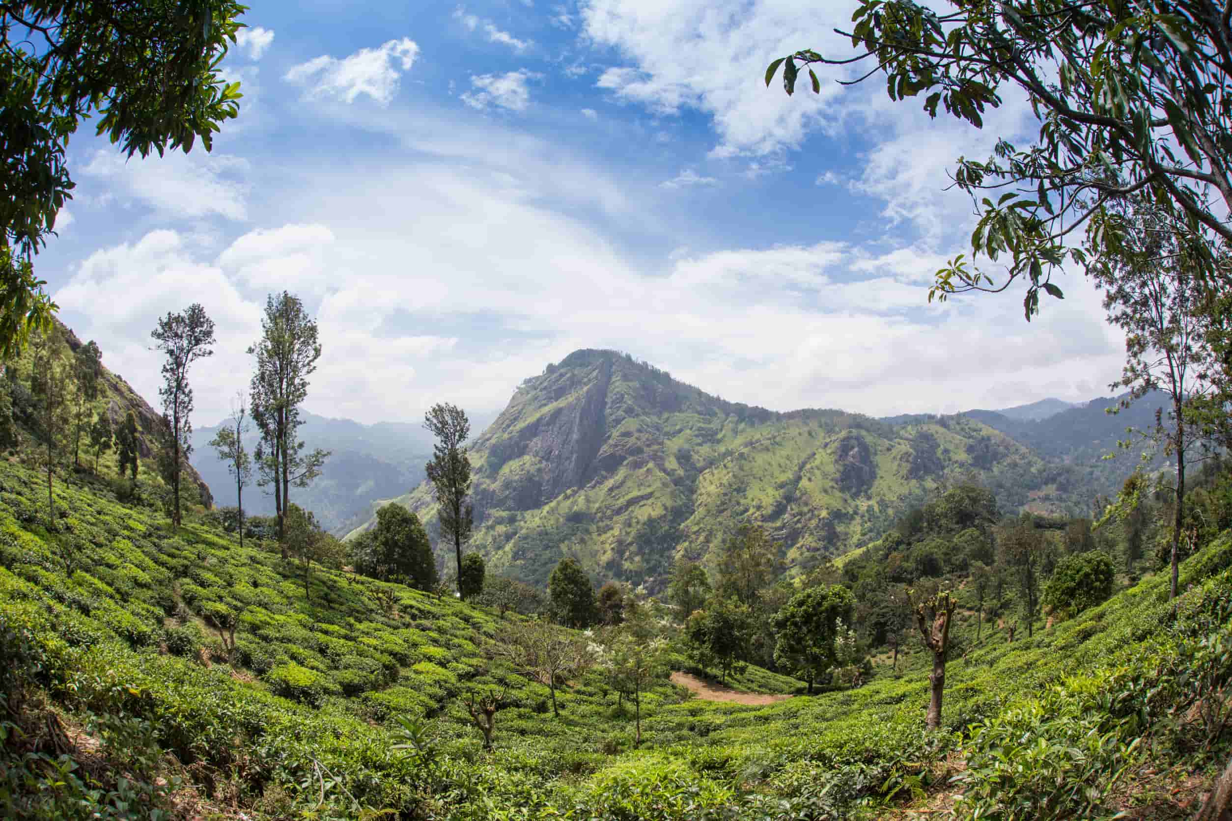 Theevelden Sri Lanka