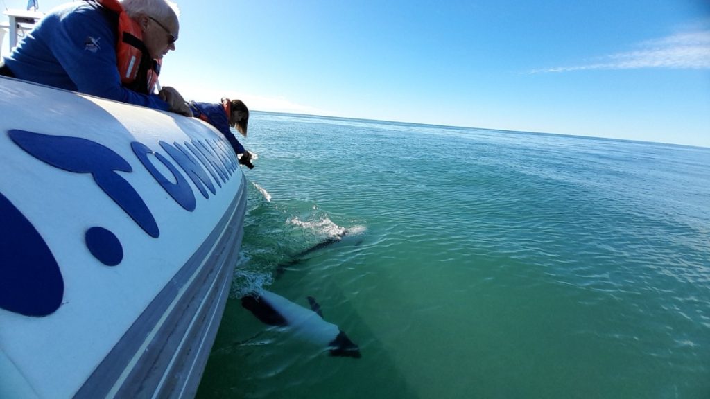 Dolfijnen spotten bij Puerto Madryn