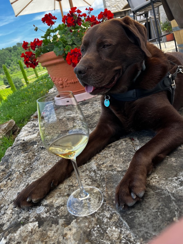 Balou (onze hond) met een glas wijn in Kroatië bij een wijnhuis