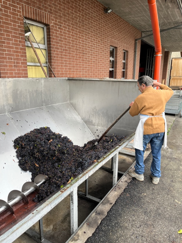 Druiven zijn net in de pers gedaan