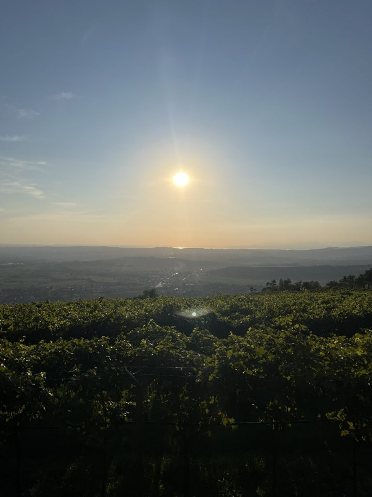  Gardameer in de verte met uitzicht over de wijngaard