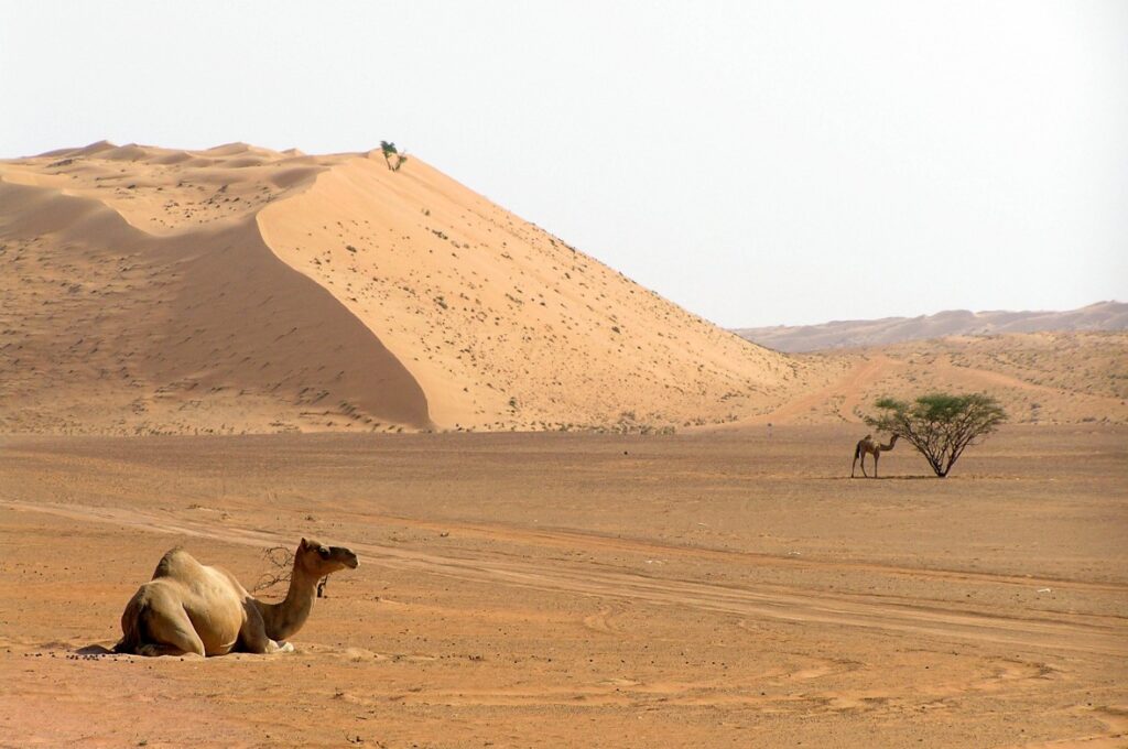 Wahiba Sands woestijn in Oman