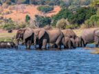 Chobe NP Olifanten Botswana