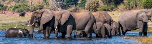 Chobe NP Olifanten Botswana