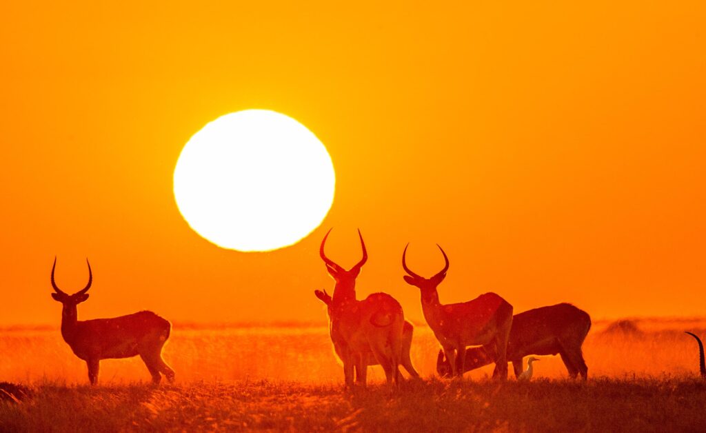 Okavango antilopes bij zonsondergang Botswana