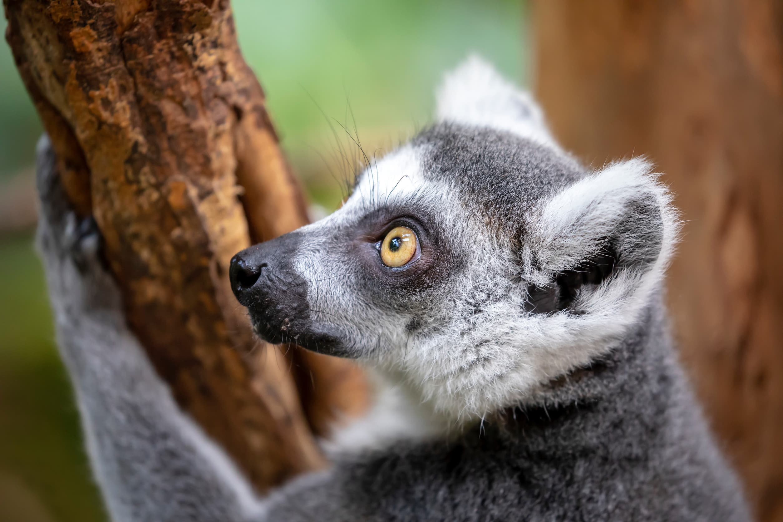 Ringstaart Maki Lemur