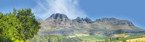 Wijngaarden Stellenbosch Zuid-Afrika