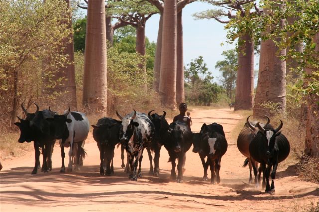 Avenue de Baobab Madagaskar