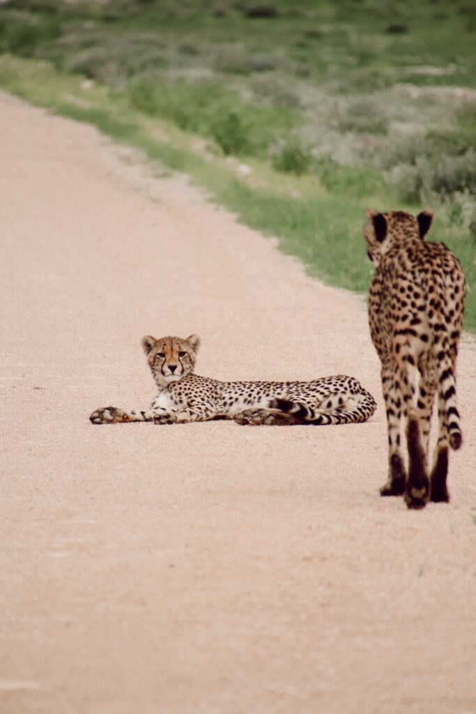 Cheetahs in Etosha