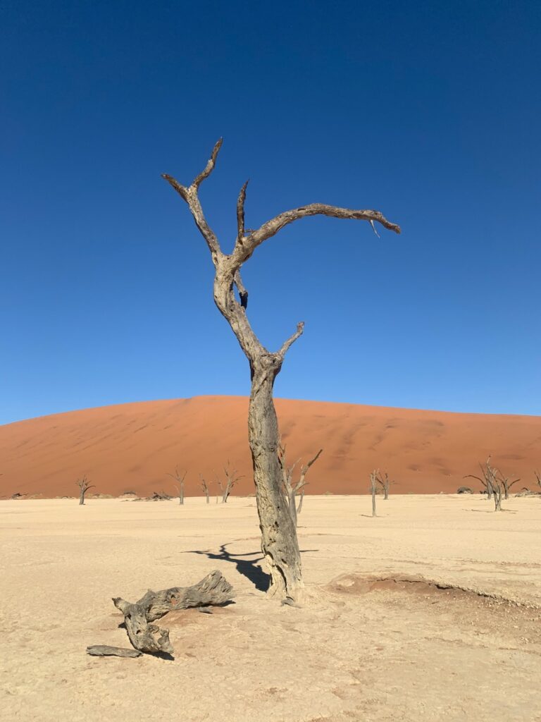 Explore Afria Travel Deadvlei