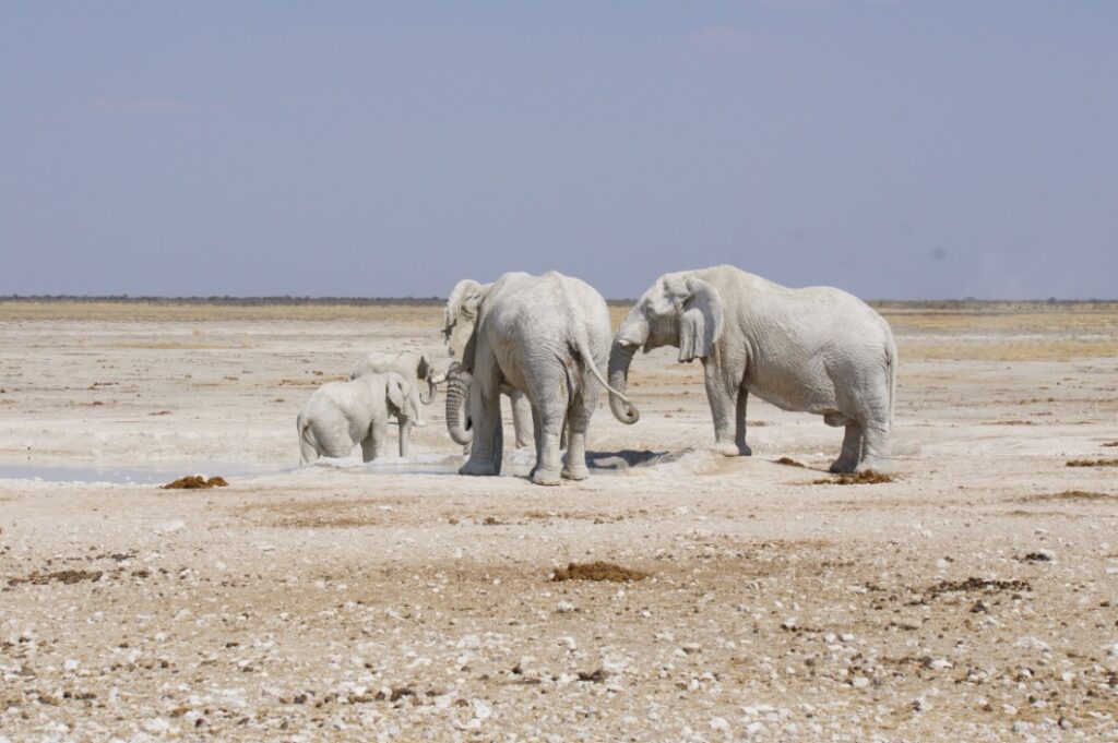 Explore Afria Travel Olifanten in Etosha