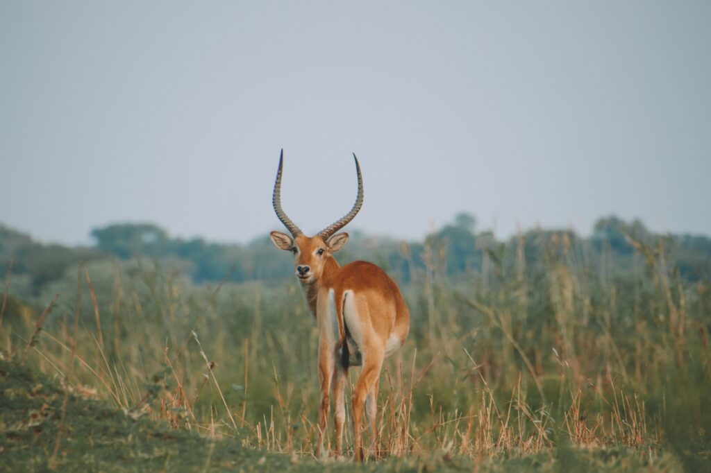 Explore Afria Travel Wildlife Zambezi regio