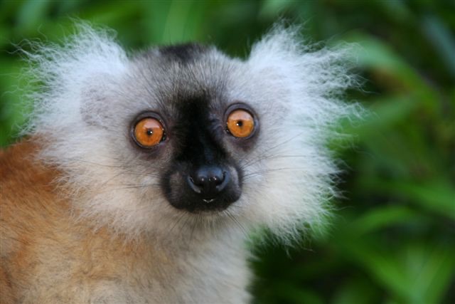 Lemur in Madagaskar