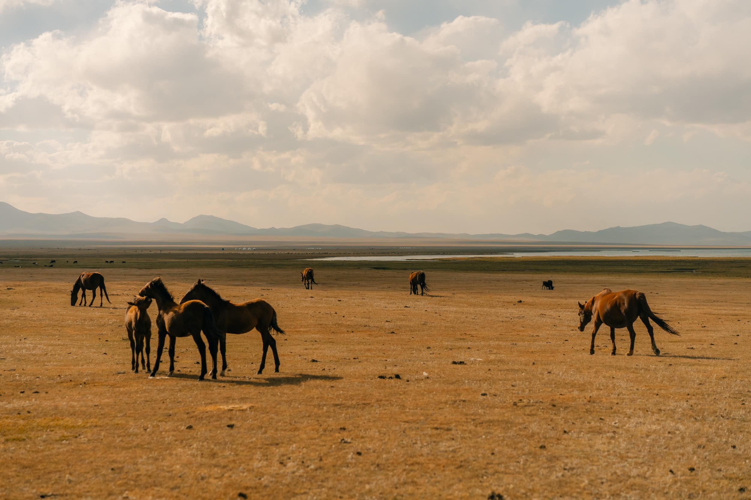 Paarden bij Meer van Son Kul