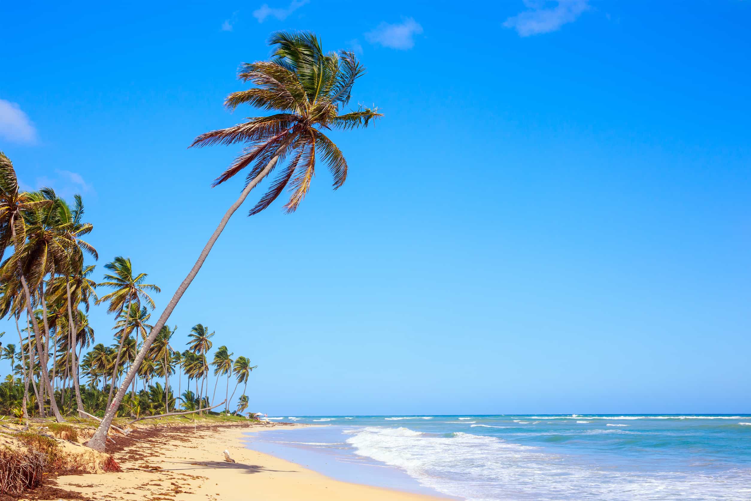 Palmboom Strand
