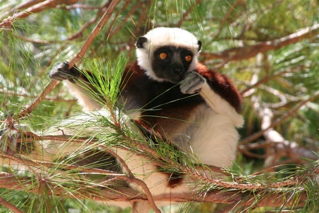 Sifaka Isalo