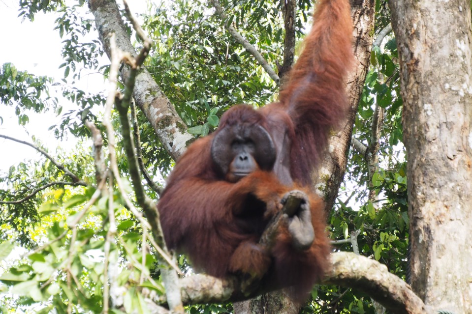 Orang Utans in Maleisië