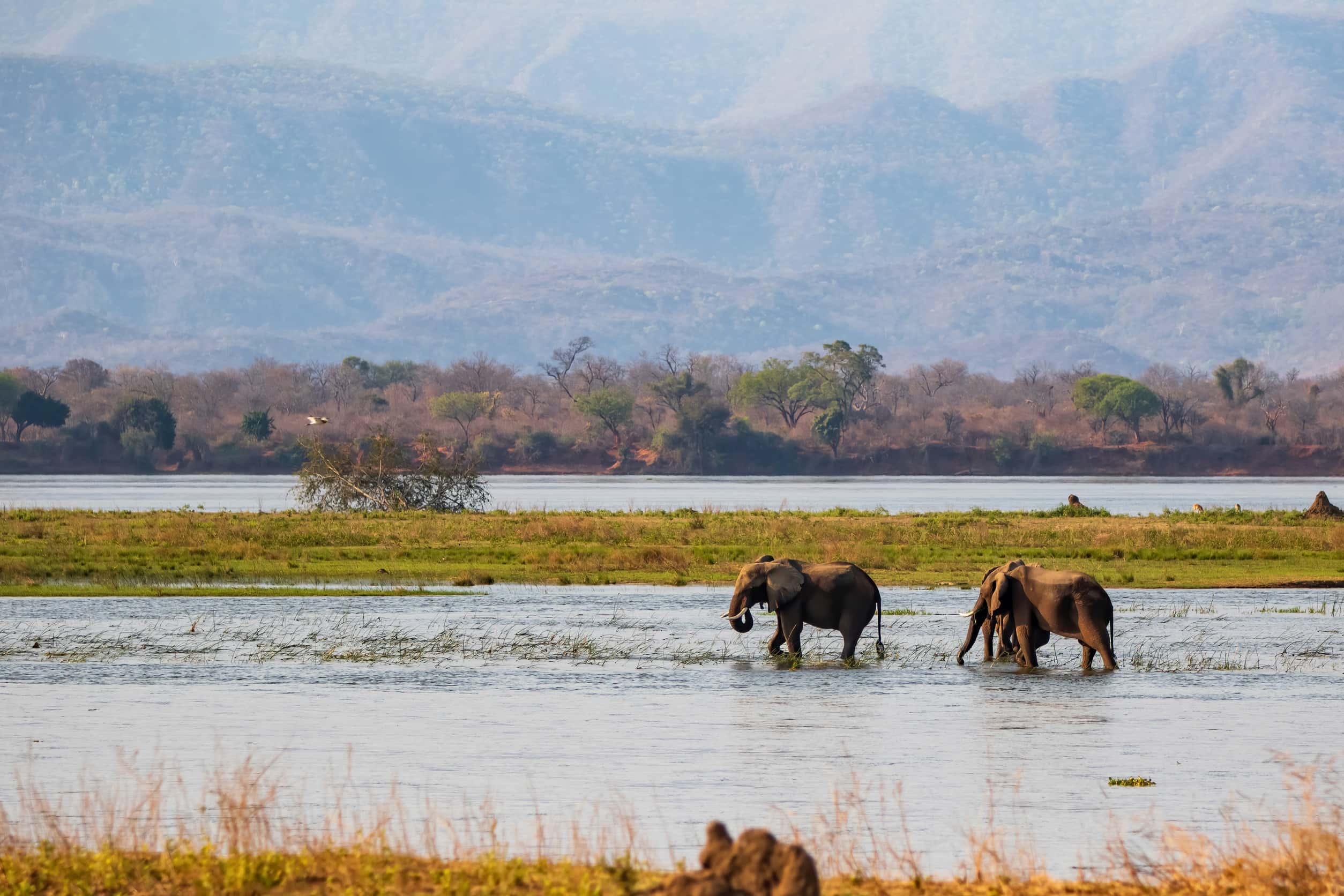 Zambezi rivier in Mana Pools Nationaal Park Zimbabwe