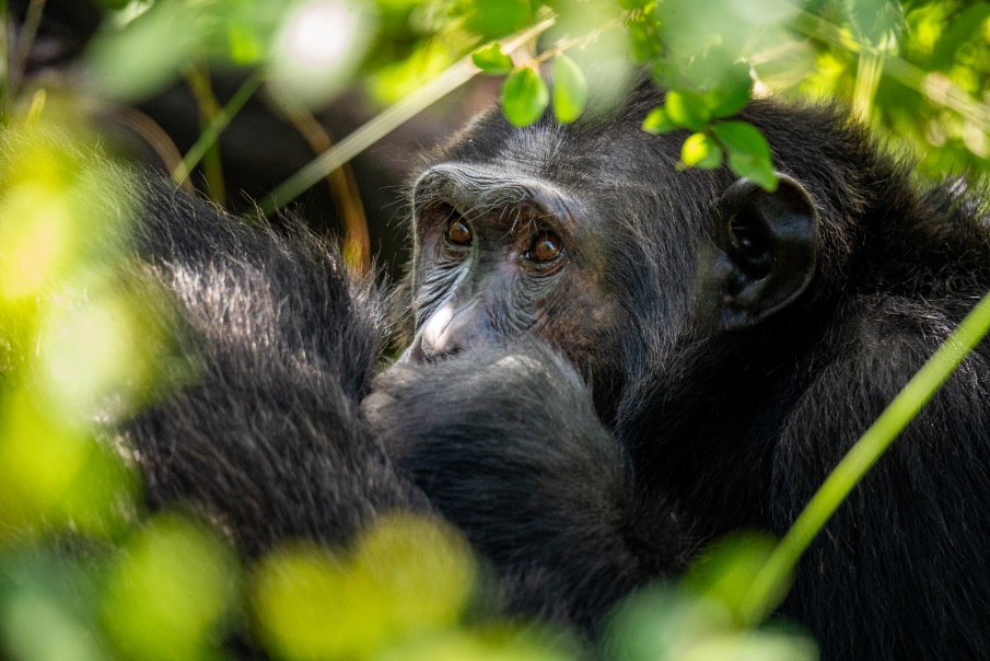 chimpansee AfrikaSafari.nl