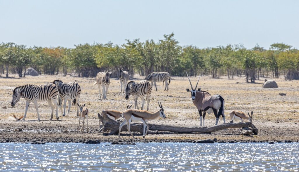 Etosha Namibië