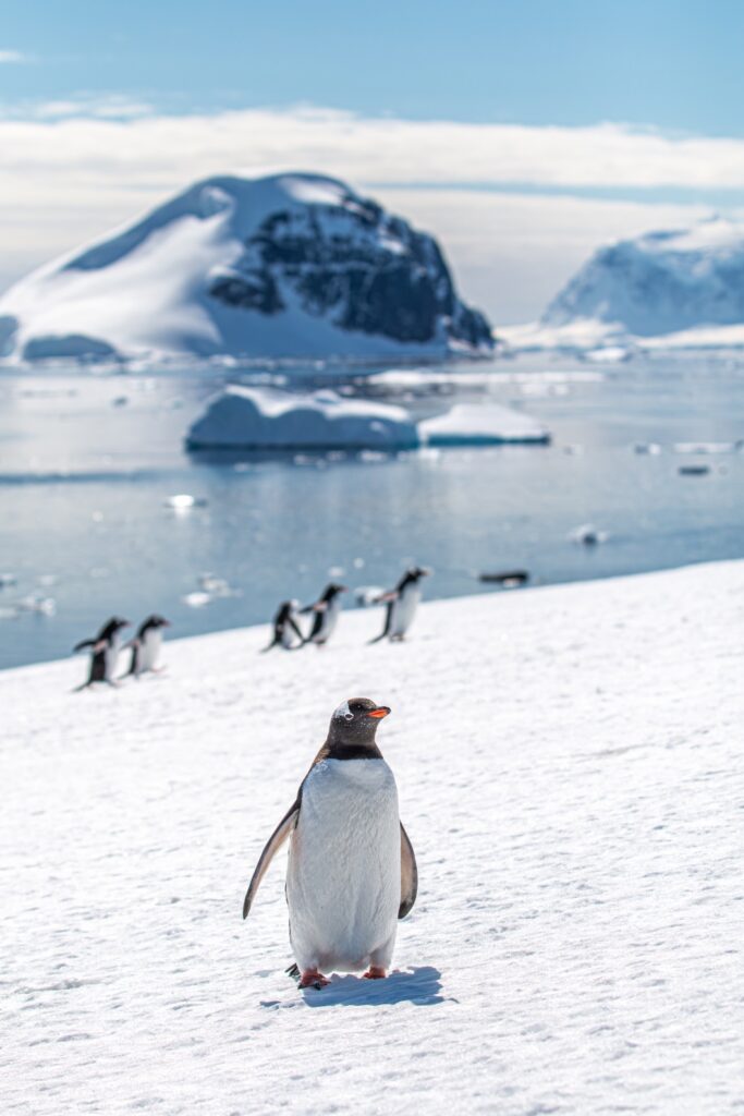 Ezelspinguin Antarctica Foto Cape Tracks