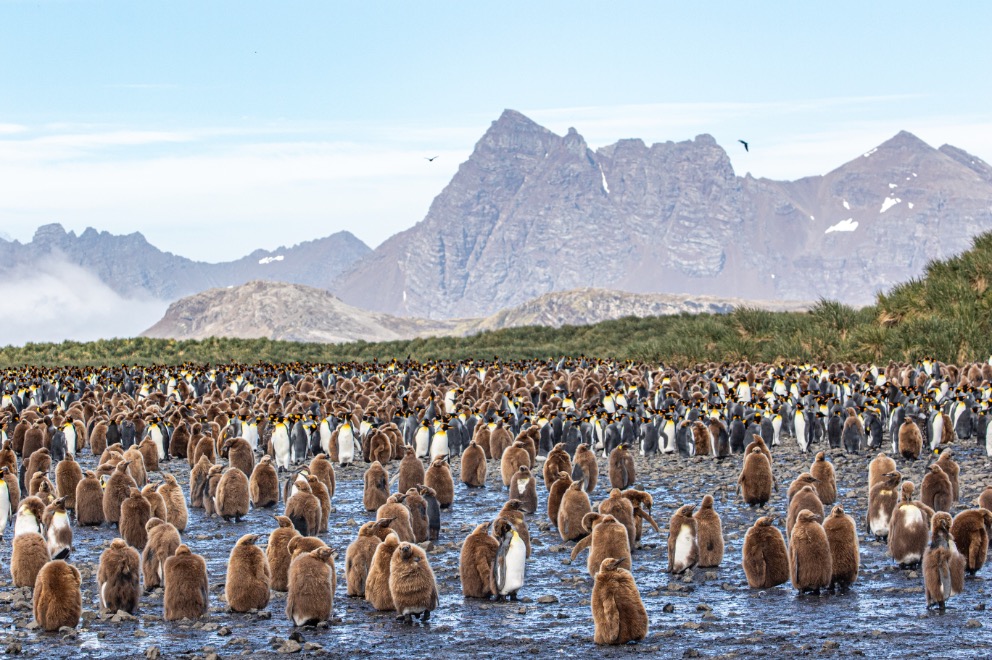 Koningspinguins South Georgia