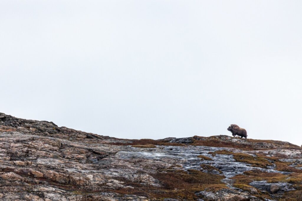 Muskusos Groenland Cape Tracks