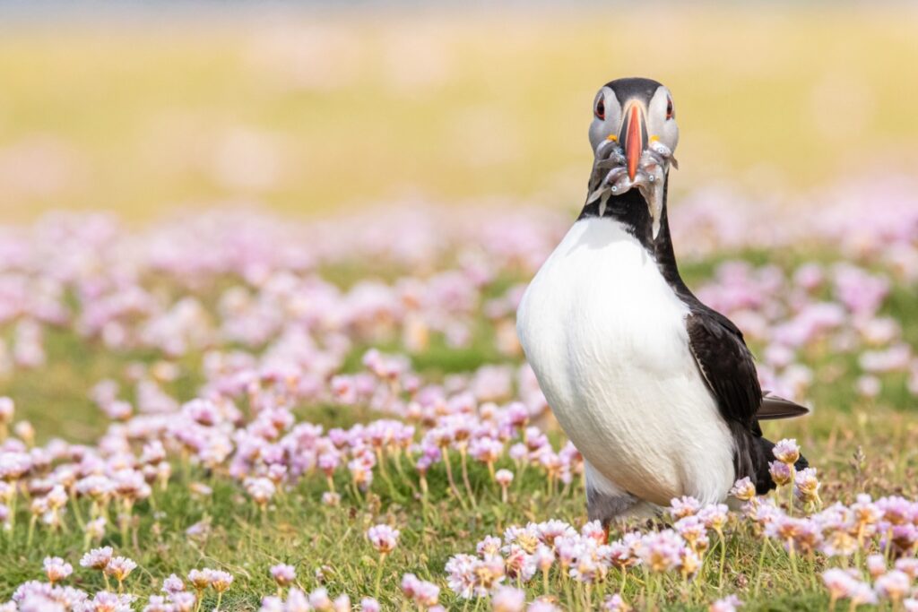 Papegaaiduiker Fair Isle