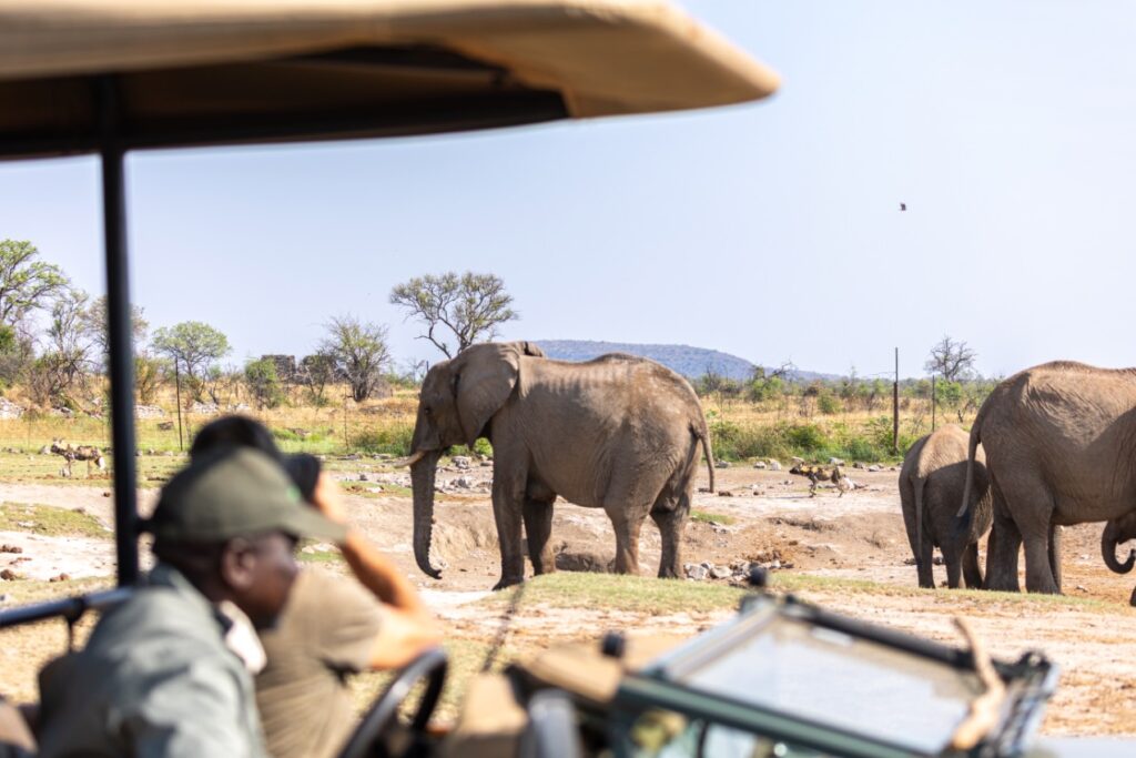 Zuid-afrika- Madikwe safari