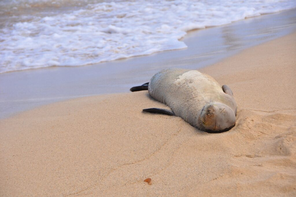 Zeehond op Maui, Hawaii