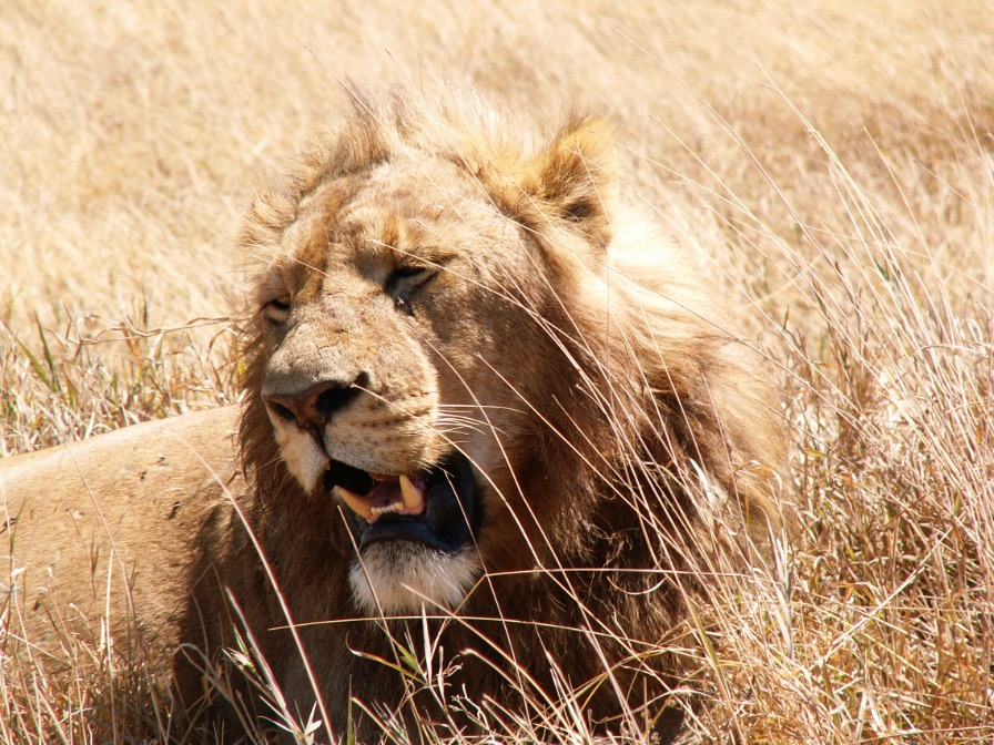 Leeuw Kenia