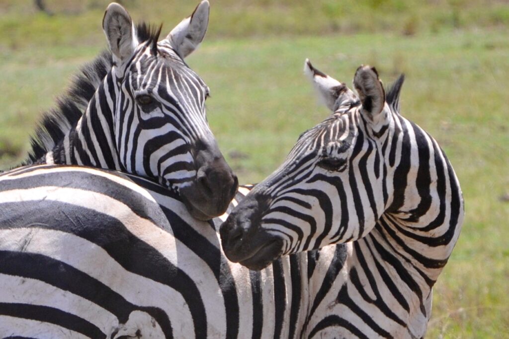 Zebra's in Kenia Kazuri Safaris