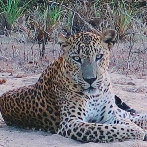 Luipaard in Yala National Park Sri Lanka