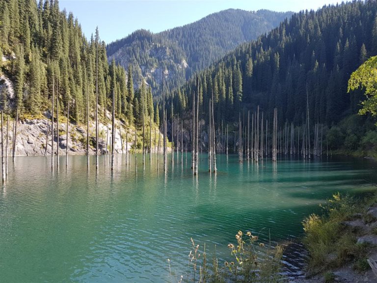 Uitstekende boomtoppen vanuit het Kaindi meer in de regio Almaty Kazachstan