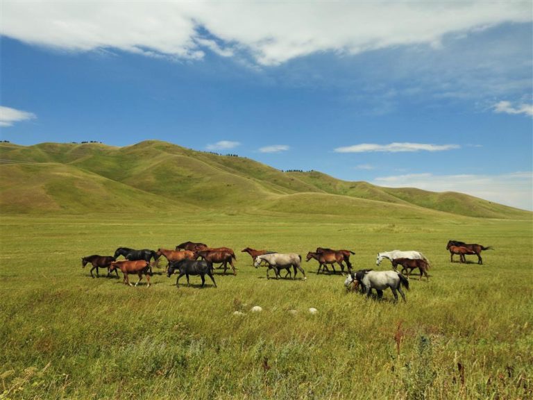 Weidse steppen en graslanden met paarden zul je in de zomer vaak aantreffen in Kazachstan